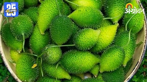 Wild Vegetables Kartola