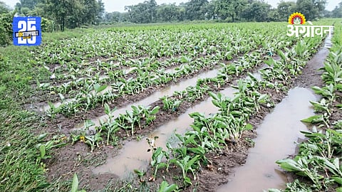 Crop Damage