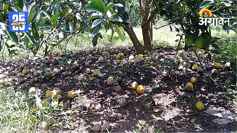 Orange Farmers