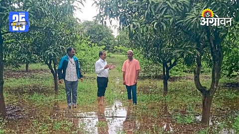 Mango Orchards