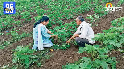 Cotton Crop Management 