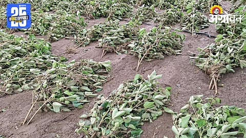 Crop Damage