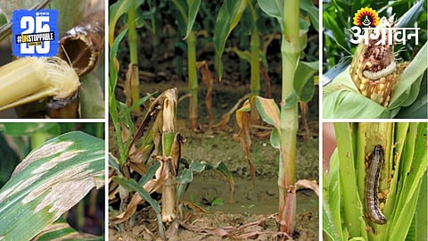 Maize Crop Management