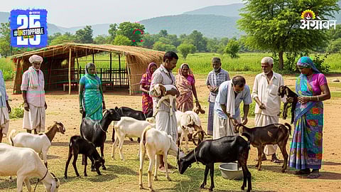 Goat Rearing