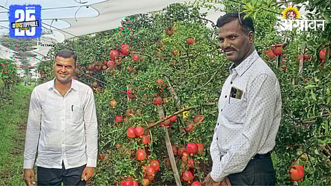 Bhagwa pomegranate variety