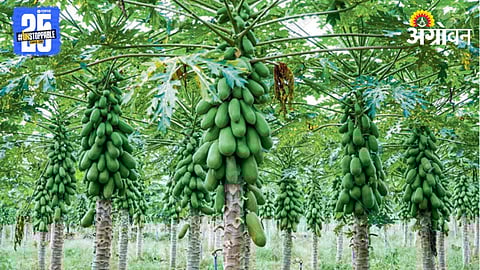 Papaya Farming