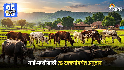 Cows and Buffaloes Scheme