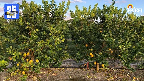 Lemon Orchard