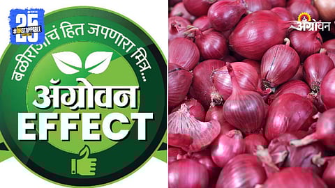 Onion Corruption Exposed