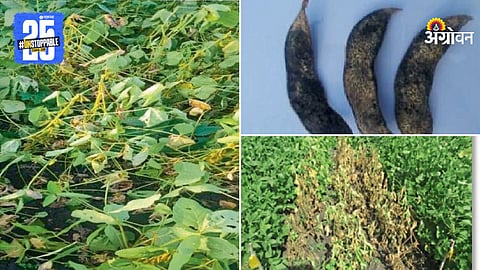 Soybean Crop Disease