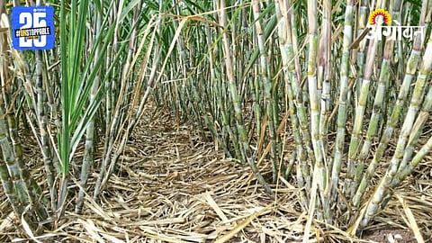 Sugarcane Farming