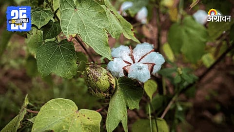 Cotton Wilt Disease