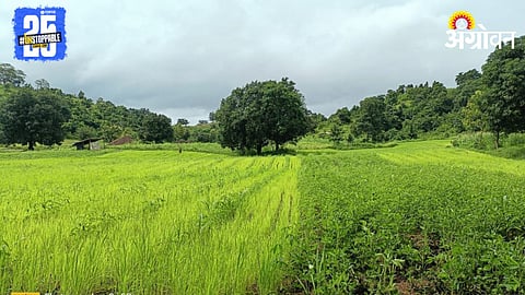 Kharif Crop 