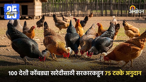 Poultry