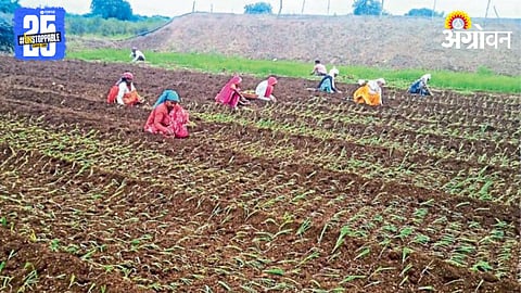Onion Cultivation
