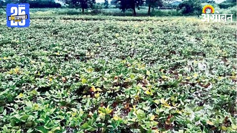 Crop Damage