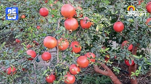 Pomegranate Farming