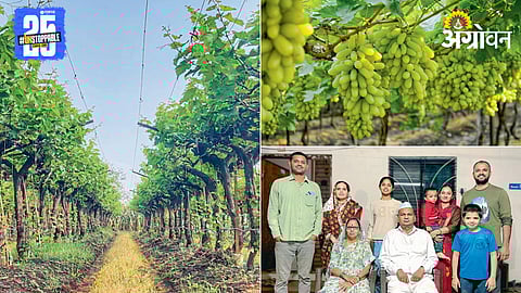 Grape Farming 