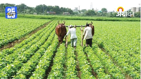 Crop Insurance