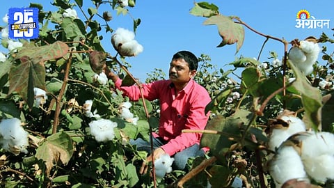 Cotton Farmer