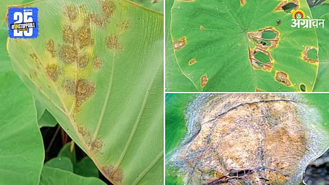 Alu Crop Disease