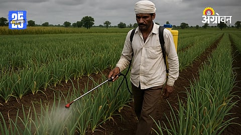 Onion Cultivation