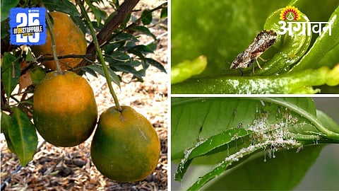 Mosambi Citrus Psylla