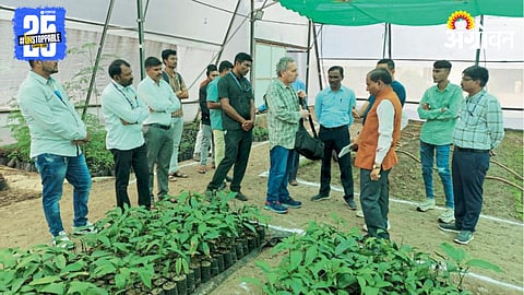 Mango Farming