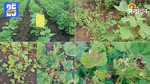 Cotton Disease Management