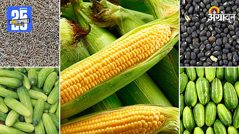 Agriculture Market Products