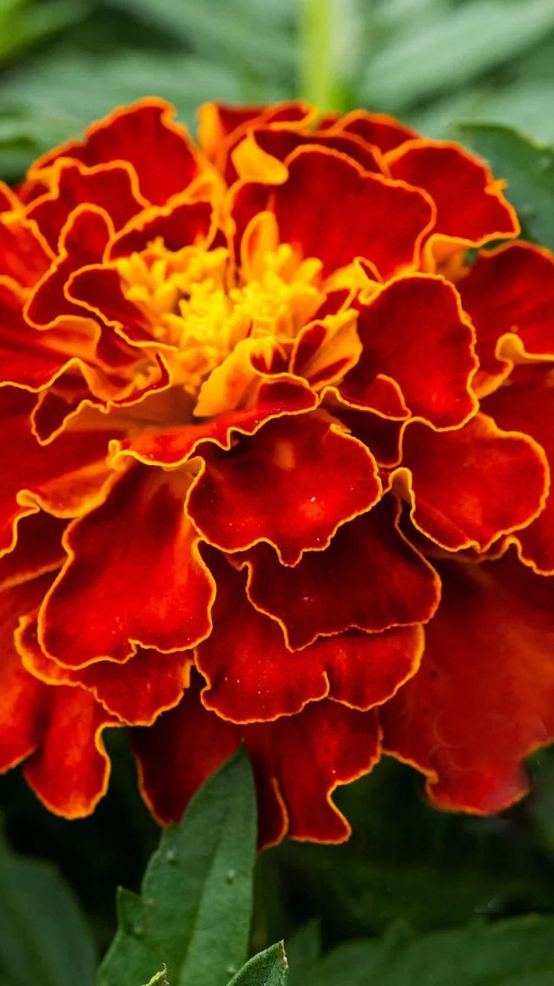 Expensive Flower : तुम्हाला माहिती आहे का? जगातील सगळ्यात जास्त महागडे फूल?
