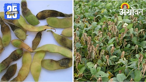 Soybean Karpa