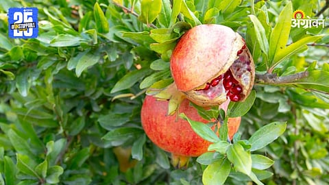 Pomegranate Farming