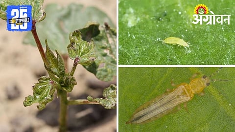 Thrips on cotton