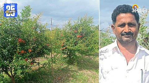 Pomegranate Farming