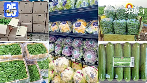 Fruit And Vegetable Packaging 