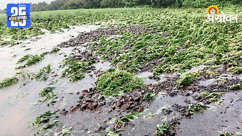 Rain Crop Damage