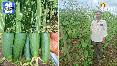 Vegetable Farming 