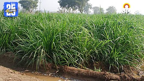 Grass Farming 