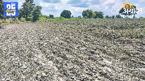 Flood Crop Damage