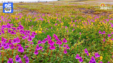 Kaas Plateau