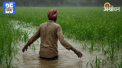 Heavy Rain Crop Loss 