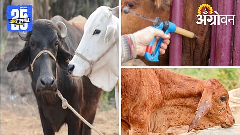 Animal care in Monsoon