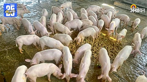 Pig Farming