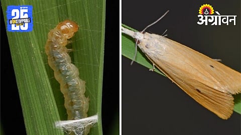 Rice Pest Control 