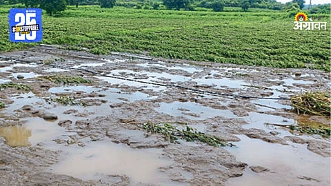 Crop Damage