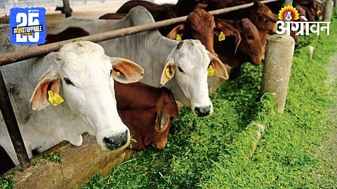 Livestock Management 