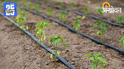 Drip Irrigation