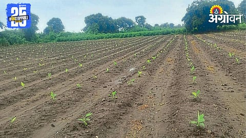 Fruit Farming 