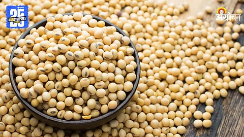Soybean